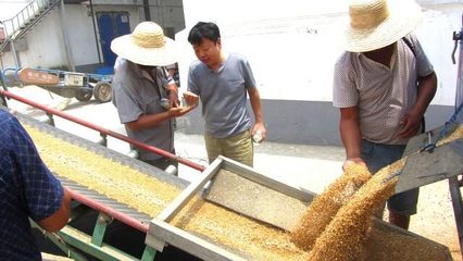 每日粮油:杜绝人情粮,粮贩子卖粮也需要在粮库门前排长队