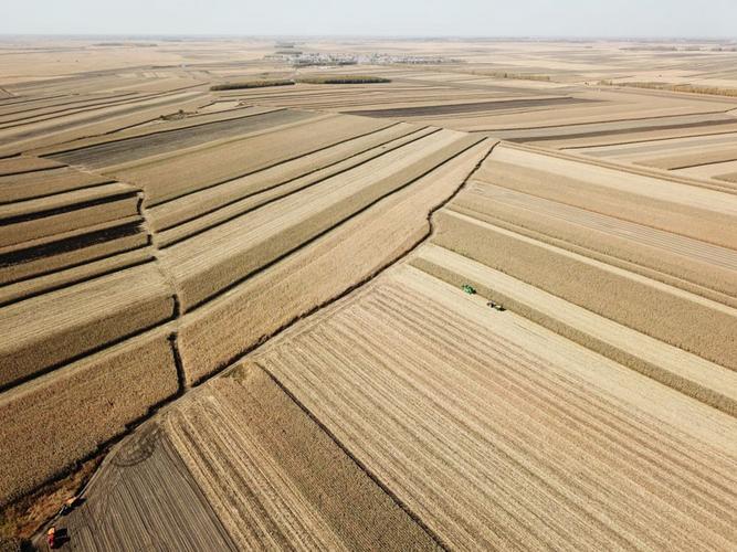 我国秋粮累计收购超6000万吨 种业振兴筑牢粮食安全"压舱石"凤凰网新