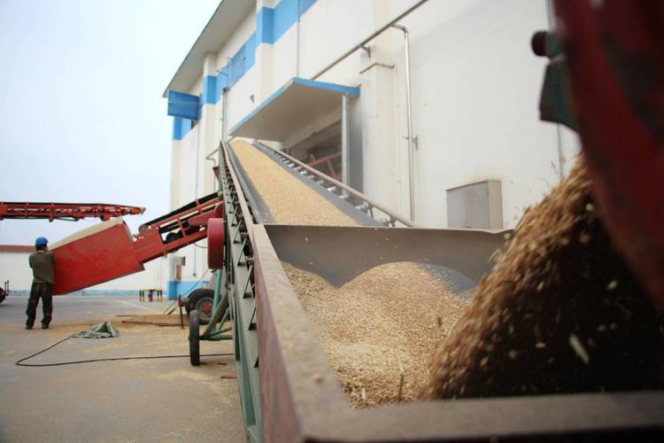 9部门发文,粮食价格上涨,种农民双喜临门,粮食收购有三大要求