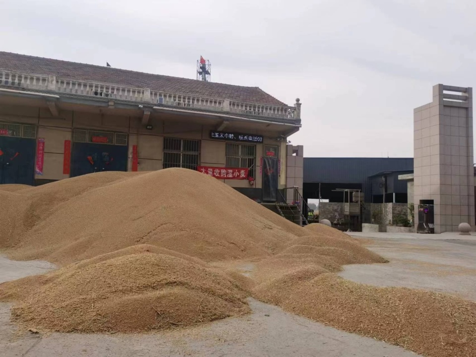 夏粮收购小麦还未&ldquo;入仓&rdquo;,收购商:多收陈麦,价格一斤涨了两毛钱